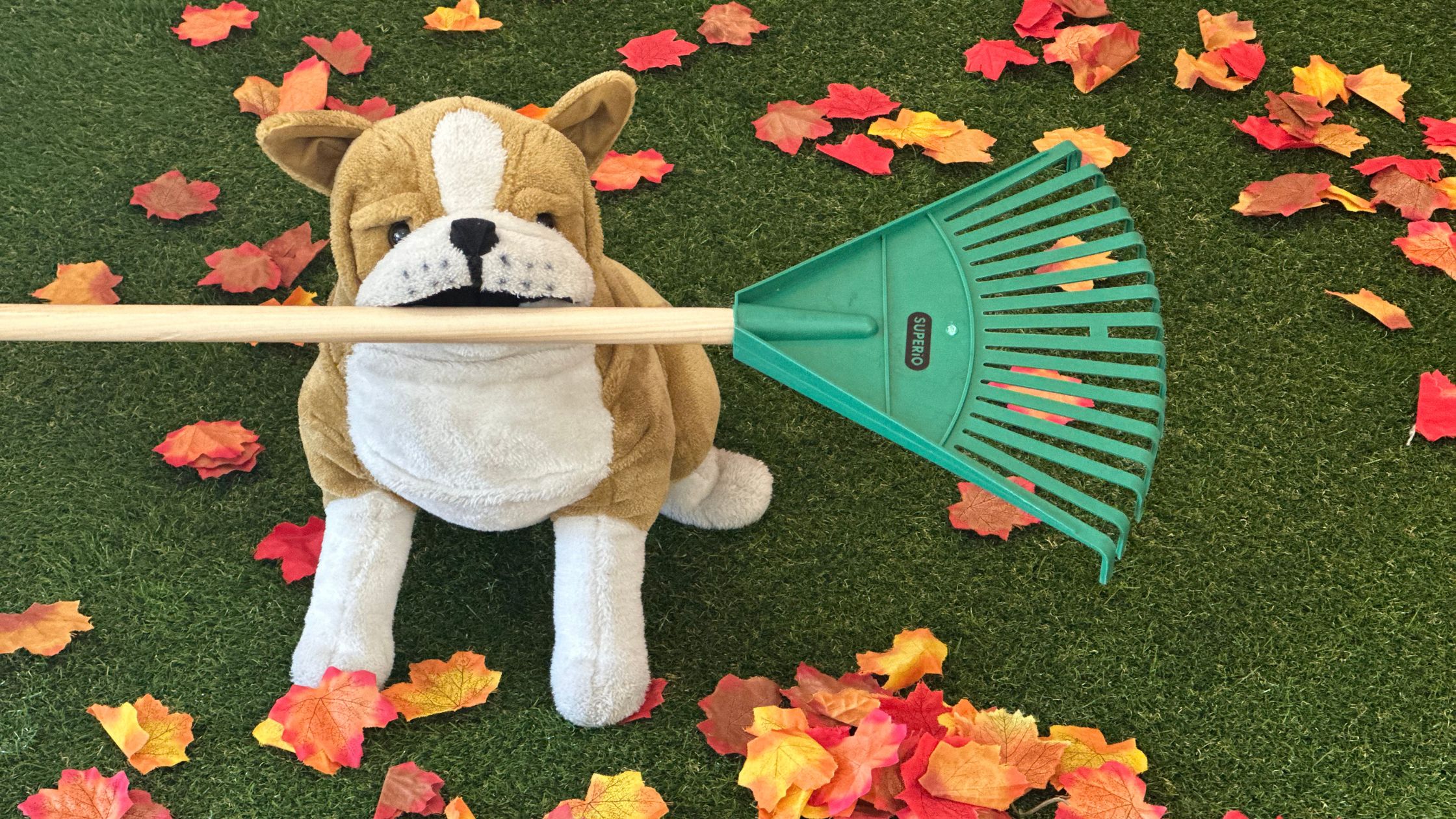 A plush bulldog holds a garden rake in it's mouth, sitting amidst a green lawn with fall leaves. 